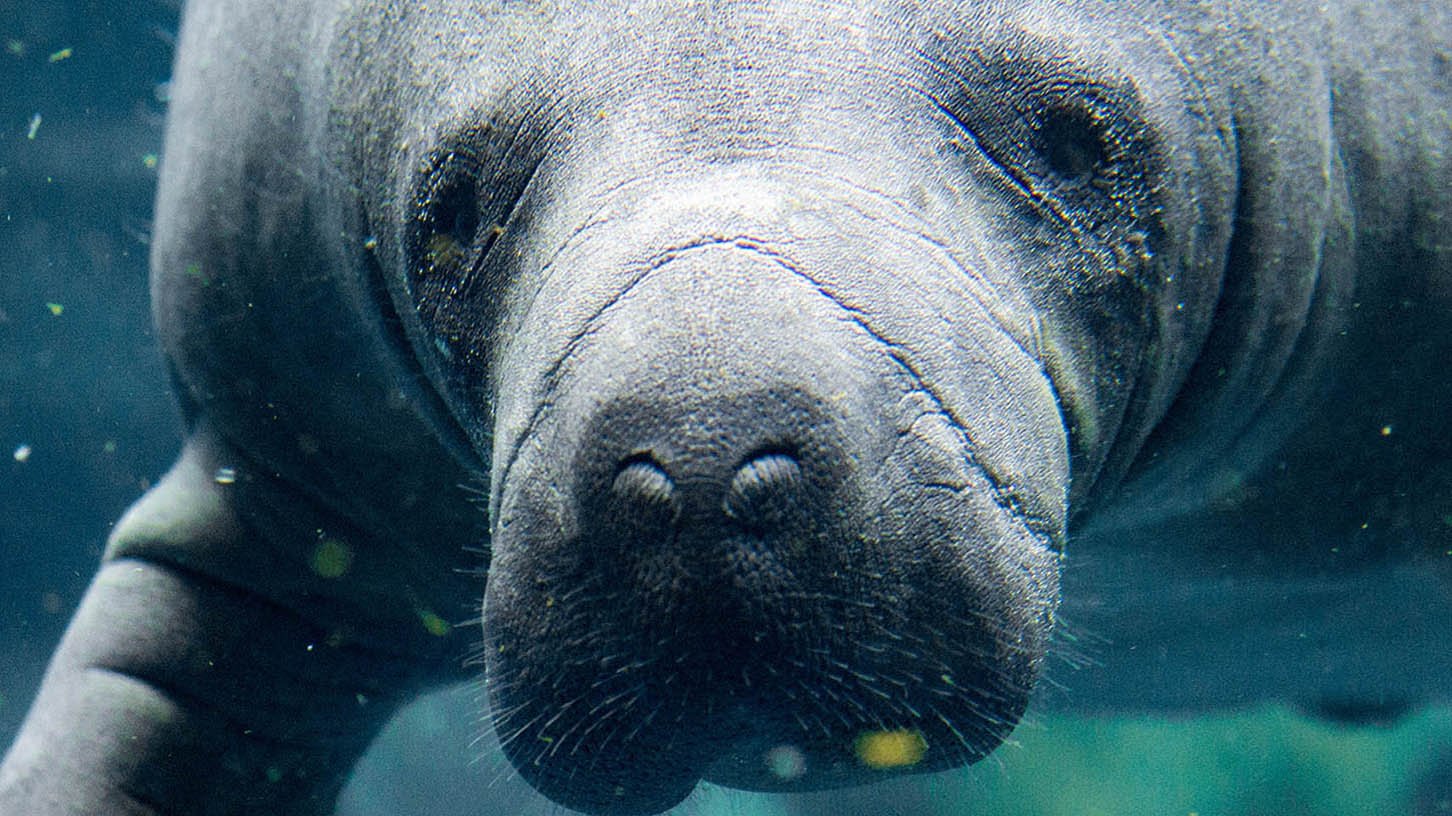 SEE MANATEES AT TAMPA ELECTRIC'S MANATEE VIEWING CENTER IN APOLLO