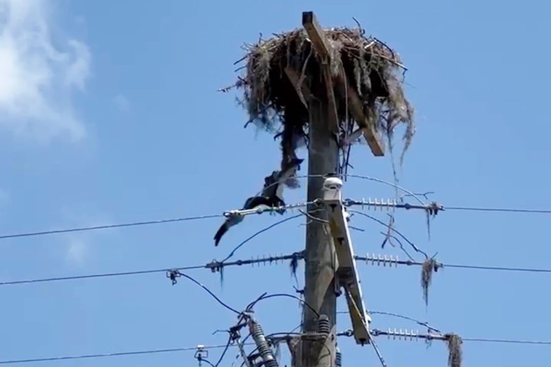 Look! Up in the sky…it’s a bird. it’s a line worker...it’s a Tampa Electric Avian Coordinator rescuing a bird of prey.