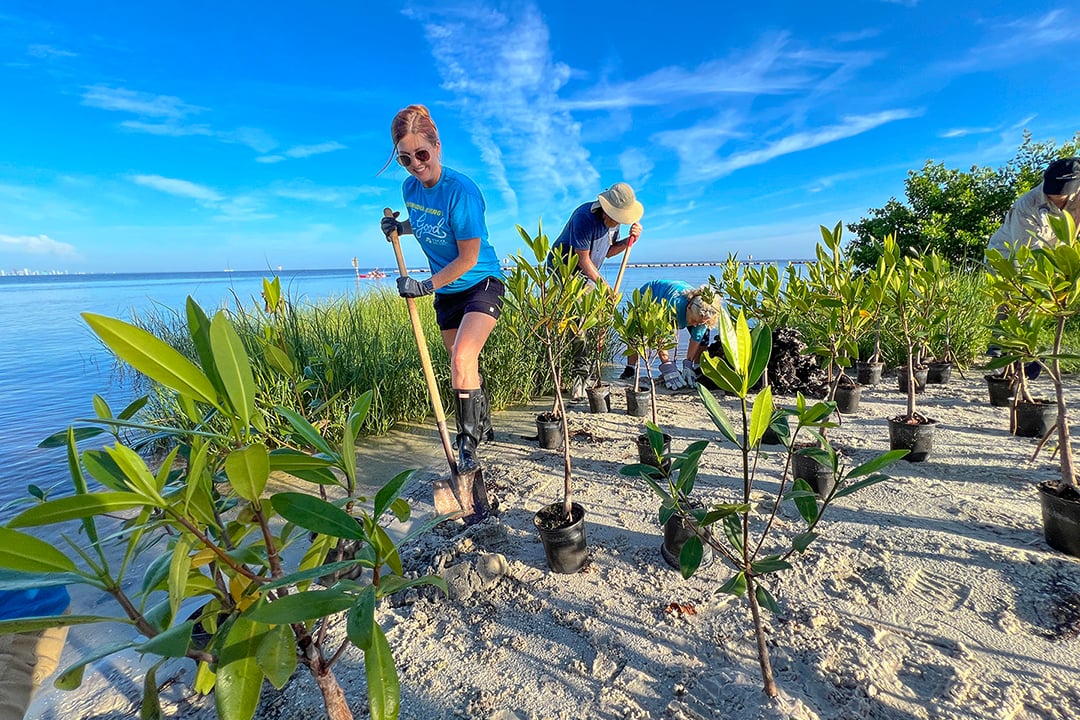 Mangrove Planting 1