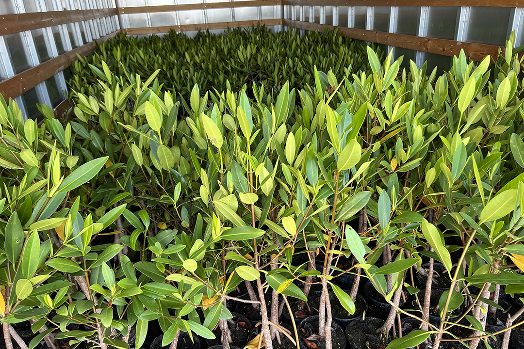 Mangrove Planting 2.jpg