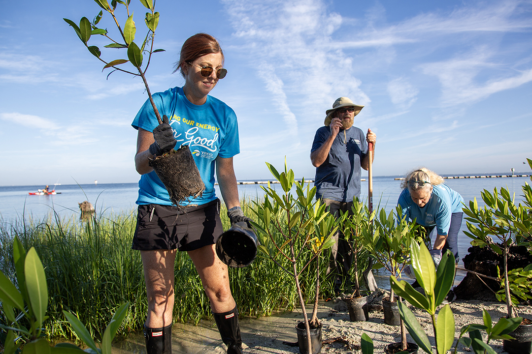 Mangrove Planting 3.jpg