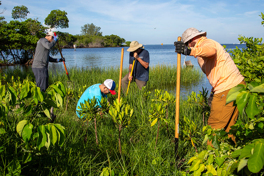 Mangrove Planting 4.jpg