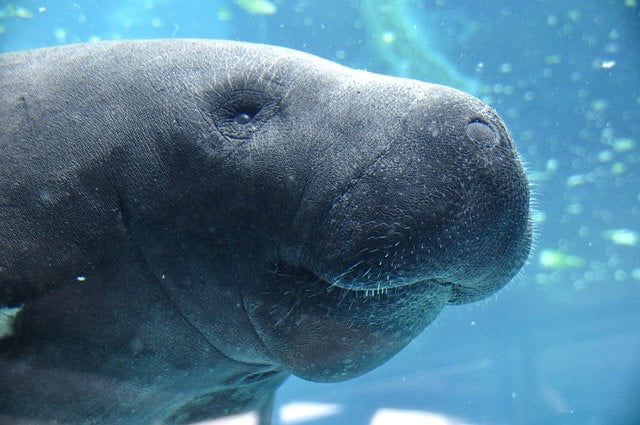 Meet a few of our manatee “celebri-tees!”