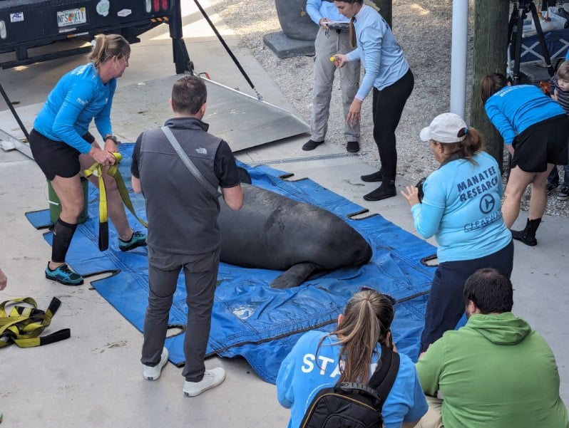 manatee on tarp